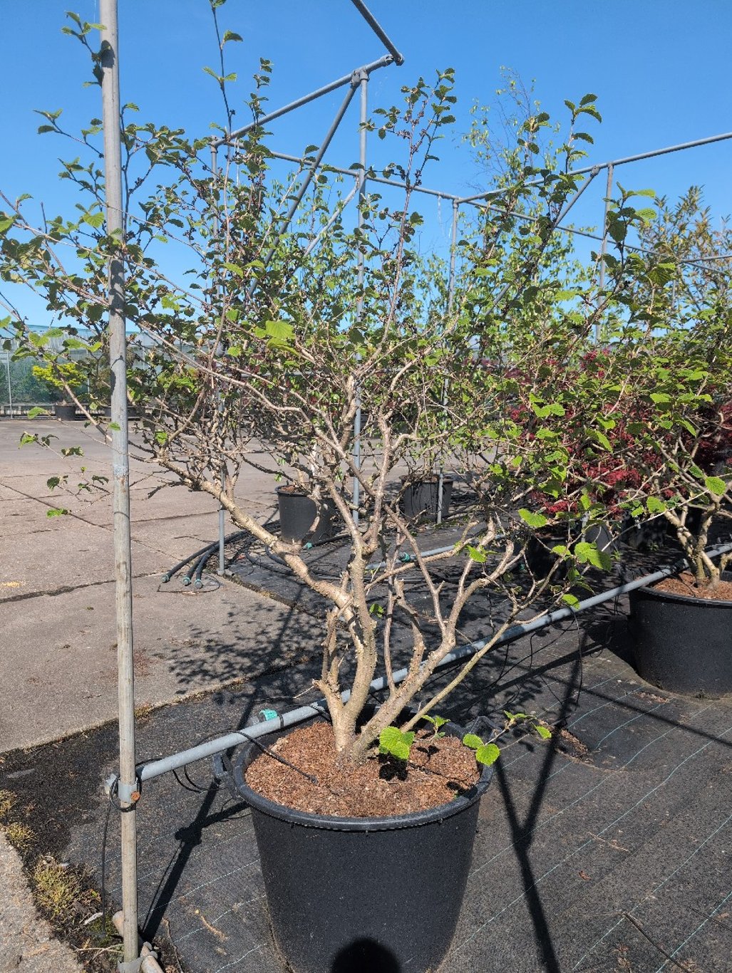 Hamamelis int. 'Diane' - C110 150-175 CM